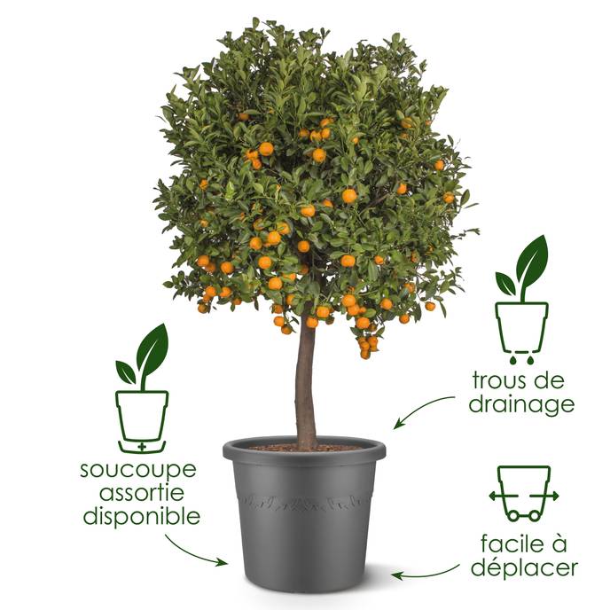 algarve cilindro 25cm beige champignon